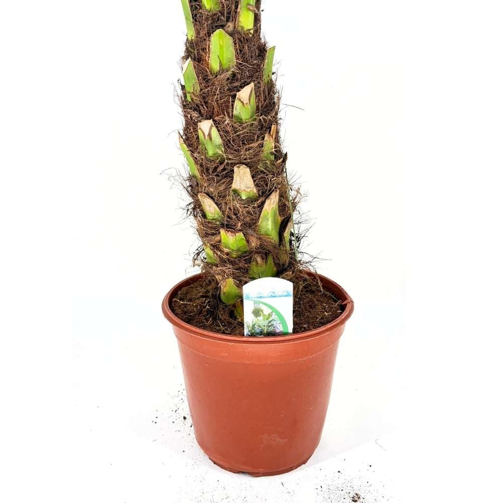 Палма джудже финикова (Phoenix Roebelenii), 90-100 см, декоративна джудже палма за интериор и тераса