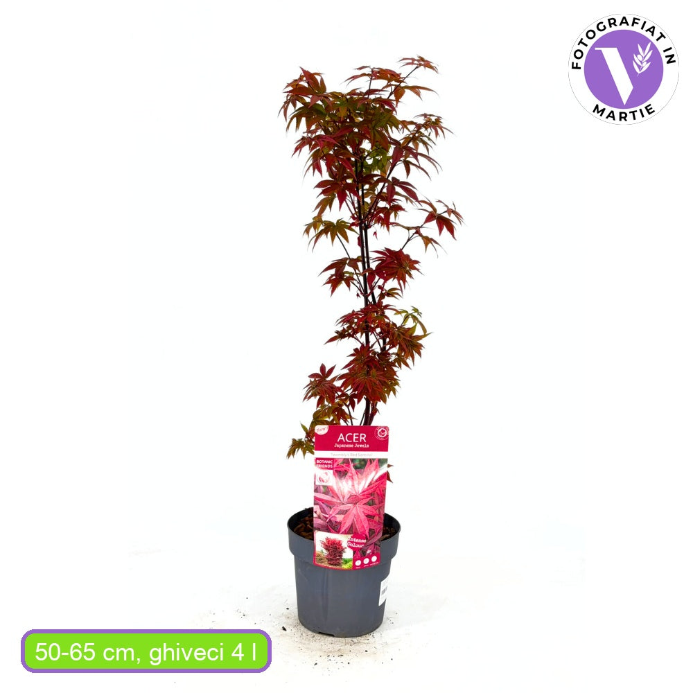 Японски клен червен Twombly's Red Sentinel, с аленочервена зеленина, колонoвиден растеж