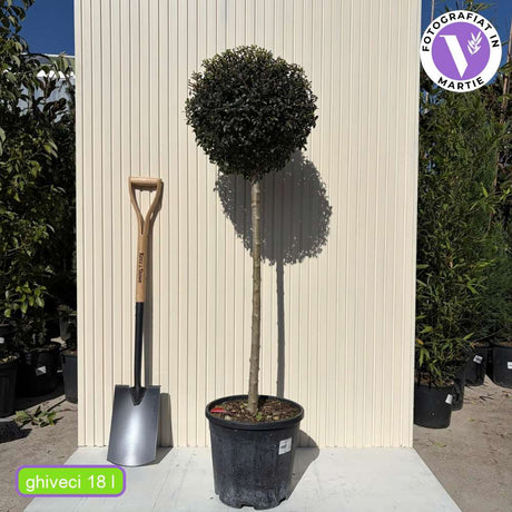 Птиче грозде (Ligustrum Delavayanum), декоративно дръвче, ароматни цветове, вечнозелено, студоустойчиво