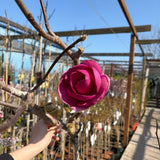 Магнолия Black Tulip, тъмновиолетови цветове като лале, много рядък сорт