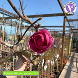 Магнолия Black Tulip, тъмновиолетови цветове като лале, много рядък сорт