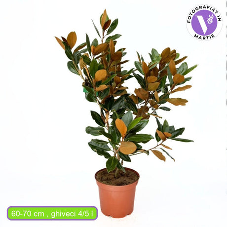 Magnolie Grandiflora Little Gem, flori albe parfumate, arbust compact vesnic verde, frunzis lucios