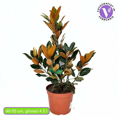 Magnolie Grandiflora Little Gem, flori albe parfumate, arbust compact vesnic verde, frunzis lucios