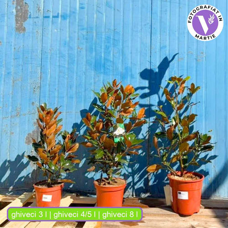 Magnolie Grandiflora Little Gem, flori albe parfumate, arbust compact vesnic verde, frunzis lucios