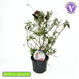 Лятен люляк триколор (Buddleja), с ароматни цветове в три различни цвята – бяло, розово и виолетово, растение за пеперуди, за градина или саксия