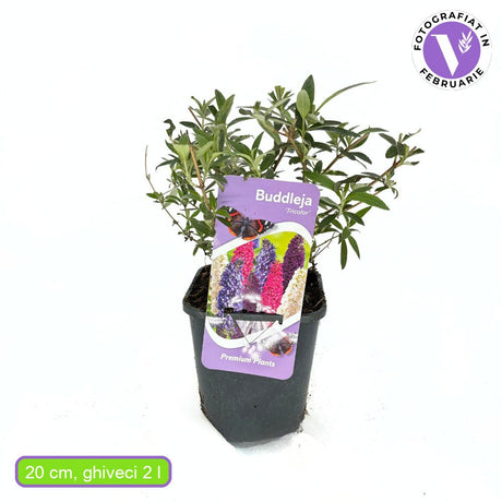 Лятен люляк триколор (Buddleja), с ароматни цветове в три различни цвята – бяло, розово и виолетово, растение за пеперуди, за градина или саксия