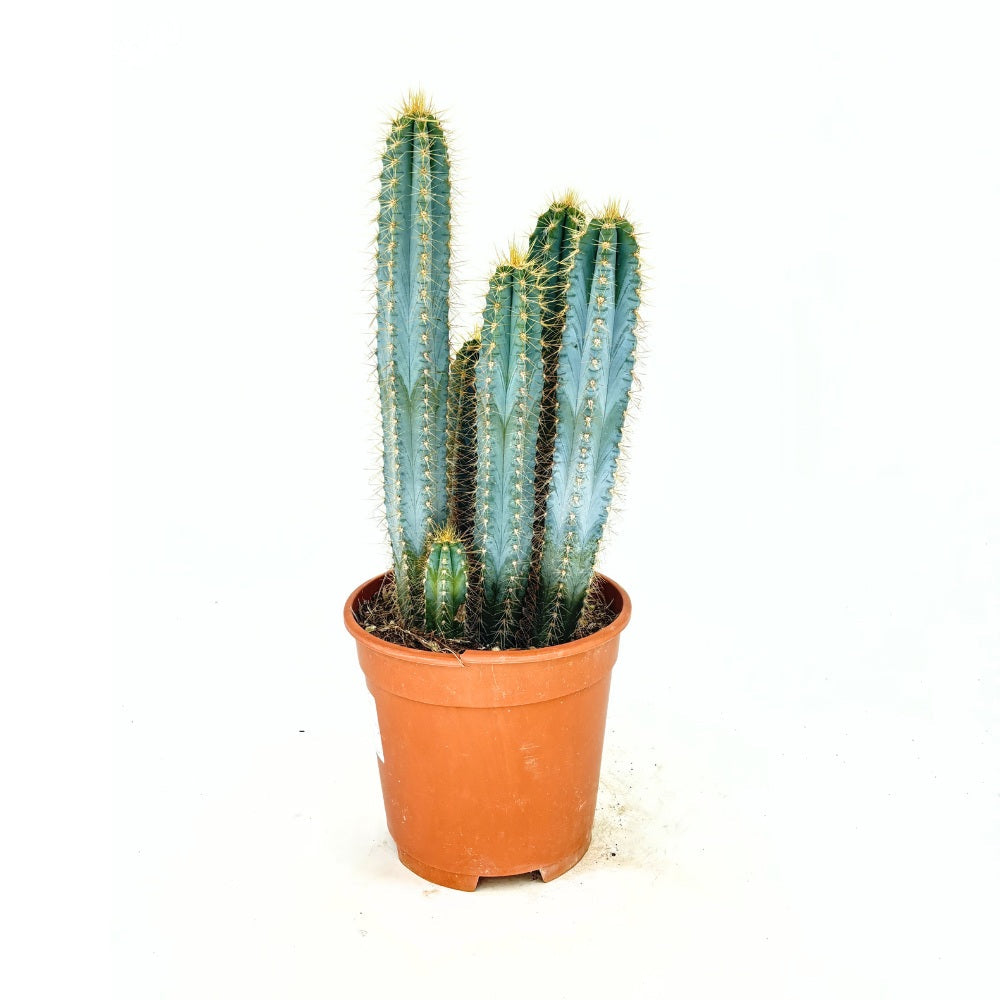 Кактус Pilosocereus Azureus 'Blue Torch' – колонен син кактус с бяло-жълтеникави цветове, 40 см