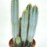 Кактус Pilosocereus Azureus 'Blue Torch' – колонен син кактус с бяло-жълтеникави цветове, 40 см