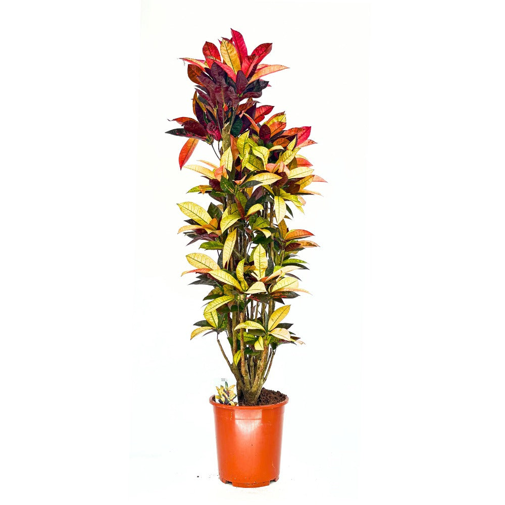 Кротон Codiaeum variegatum 'Mrs. Iceton' – екзотично стайно растение с многоцветни листа, 130–140 см