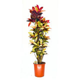 Кротон Codiaeum variegatum 'Mrs. Iceton' – екзотично стайно растение с многоцветни листа, 130–140 см