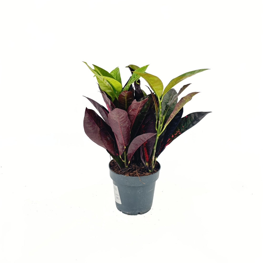 Кротон Codiaeum variegatum 'Mrs. Iceton' – екзотично стайно растение с многоцветни листа, 30 см