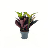 Кротон Codiaeum variegatum 'Mrs. Iceton' – екзотично стайно растение с многоцветни листа, 30 см