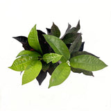 Кротон Codiaeum variegatum 'Mrs. Iceton' – екзотично стайно растение с многоцветни листа, 30 см