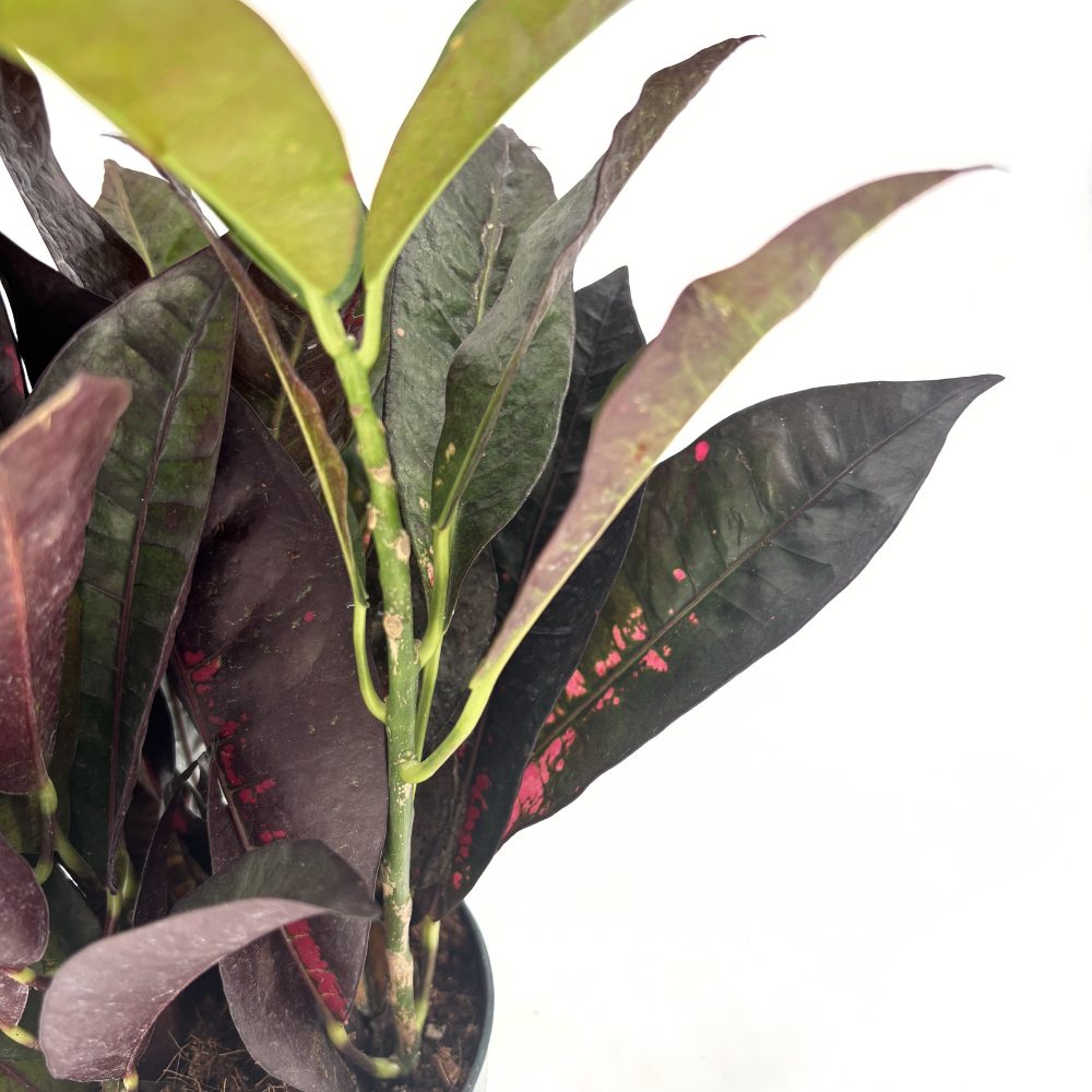 Кротон Codiaeum variegatum 'Mrs. Iceton' – екзотично стайно растение с многоцветни листа, 30 см