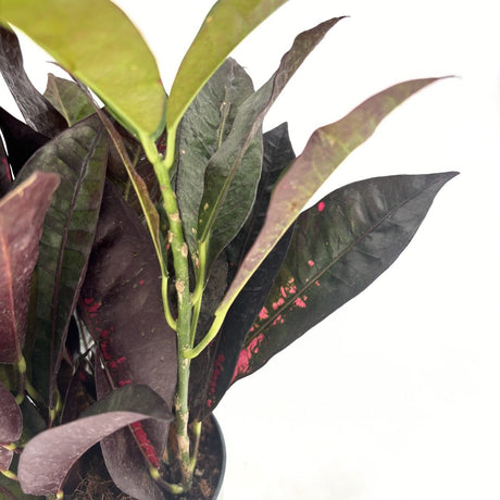 Кротон Codiaeum variegatum 'Mrs. Iceton' – екзотично стайно растение с многоцветни листа, 30 см