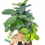 Фикус Бонсай Ginseng – зрял бонсай с дебели корени, стайно растение, 30 см