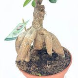 Фикус Бонсай Ginseng – зрял бонсай с дебели корени, стайно растение, 30 см