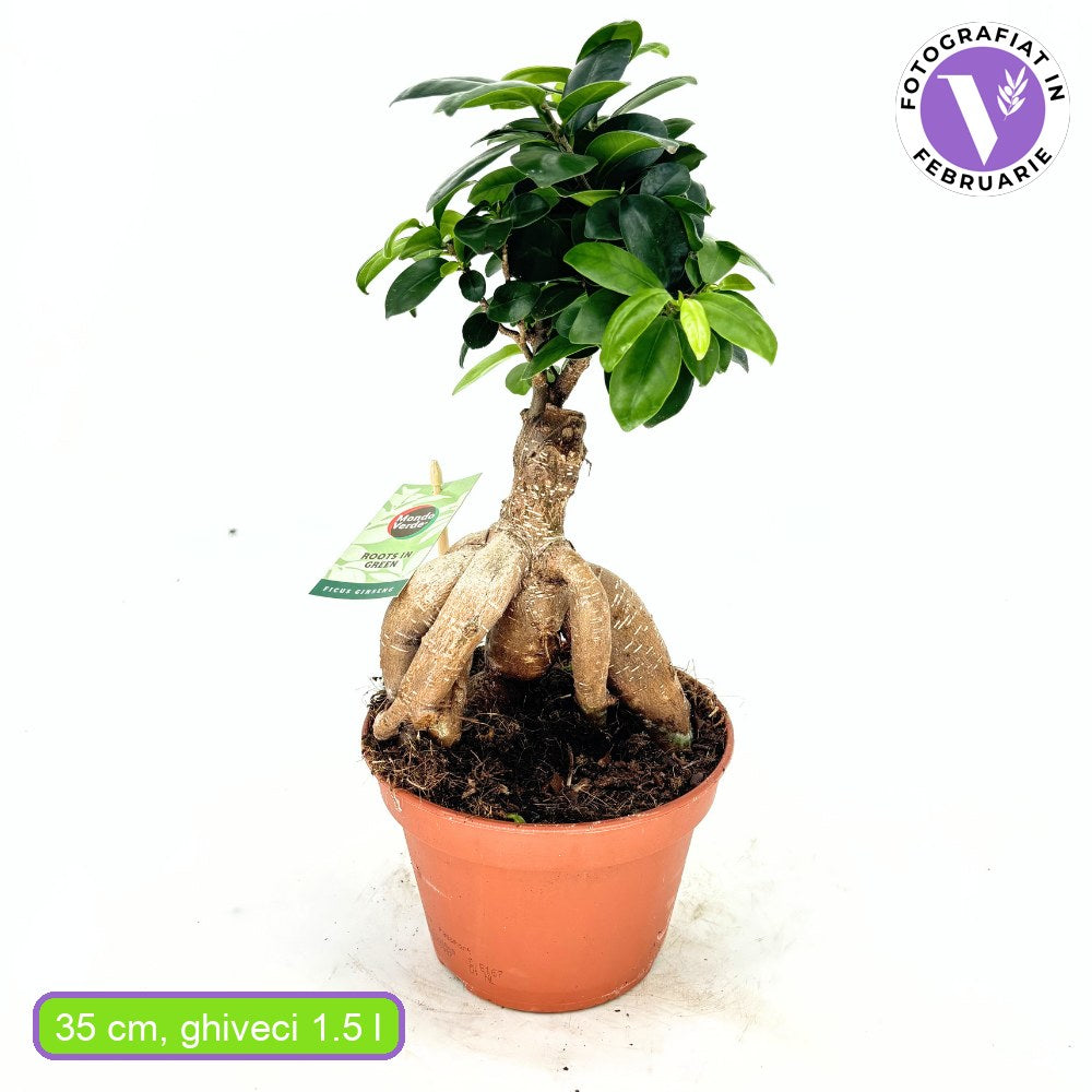 Фикус Бонсай Ginseng – зрял бонсай с дебели корени, стайно растение, 30 см