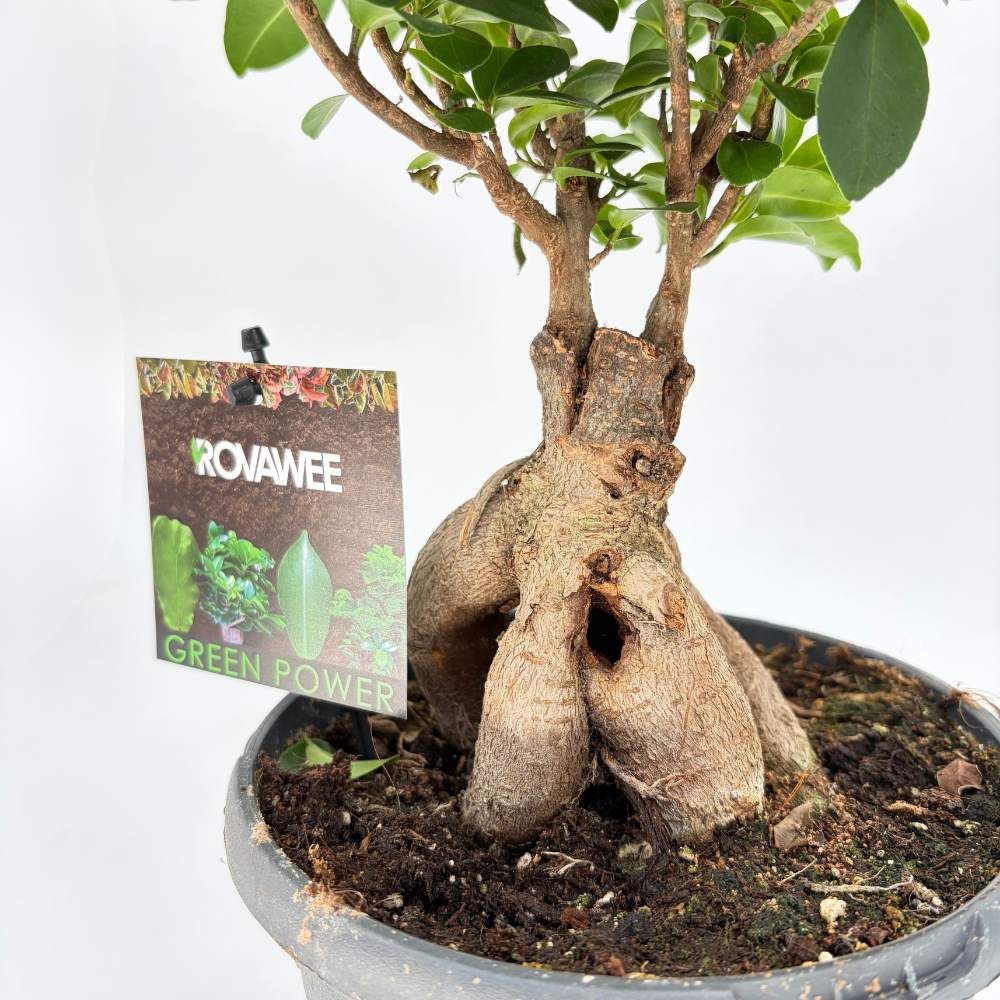 Фикус Bonsai Ginseng, 30 см, с дебели корени, стайно растение, пречиства въздуха