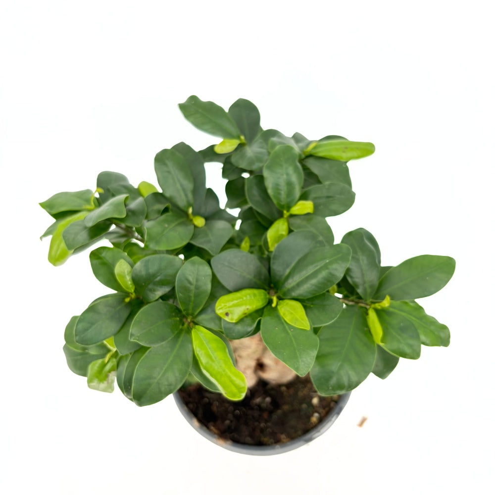 Фикус Bonsai Ginseng, 30 см, с дебели корени, стайно растение, пречиства въздуха