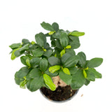 Фикус Bonsai Ginseng, 30 см, с дебели корени, стайно растение, пречиства въздуха