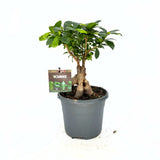 Фикус Bonsai Ginseng, 30 см, с дебели корени, стайно растение, пречиства въздуха