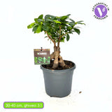 Фикус Bonsai Ginseng, 30 см, с дебели корени, стайно растение, пречиства въздуха
