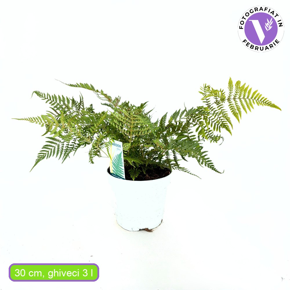 Градинска папрат (Dryopteris Erythrosora), декоративна с бронзово-зелени листа за сянка и полусянка