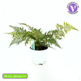 Градинска папрат (Dryopteris Erythrosora), декоративна с бронзово-зелени листа за сянка и полусянка