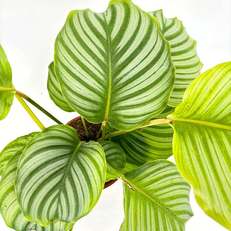 Калатея Orbifolia – едролистна тропическа стайна красавица със сребристи ивици, 75 см