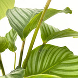 Калатея Orbifolia – едролистна тропическа стайна красавица със сребристи ивици, 75 см