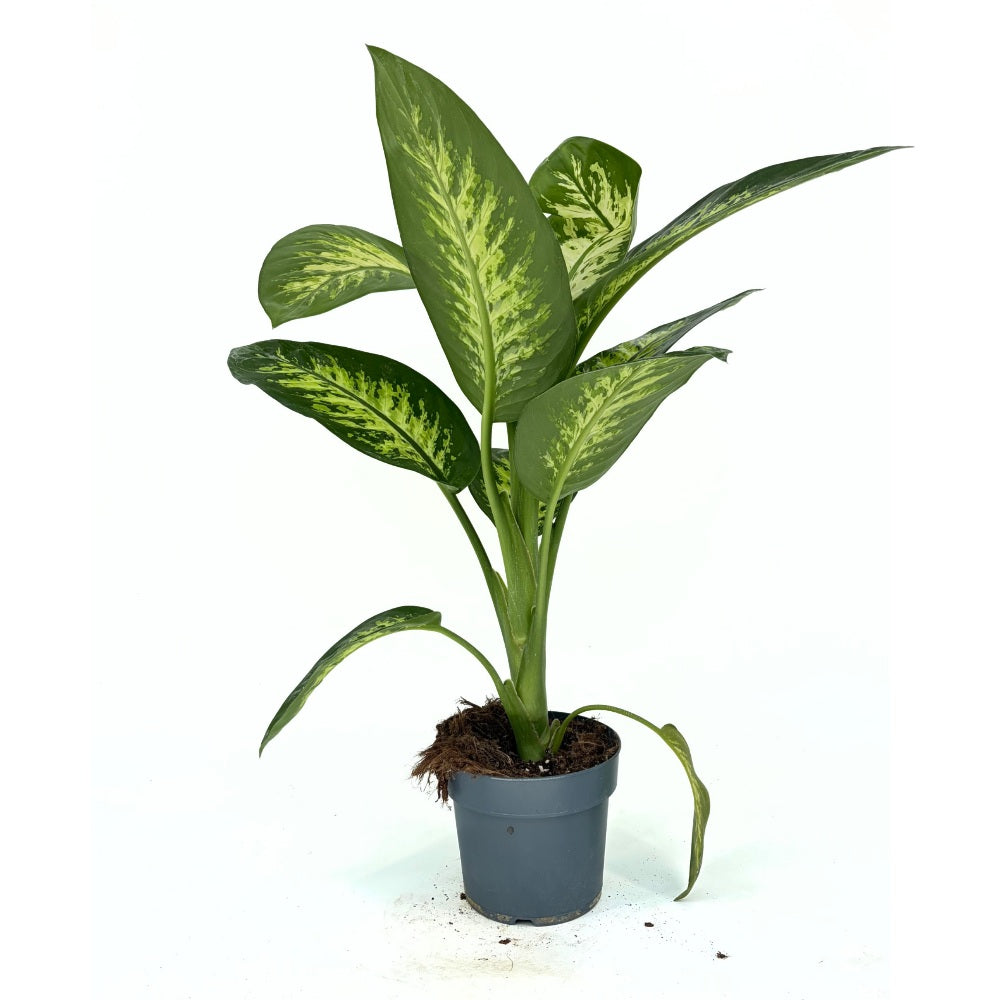 Диффенбахия Tropical Snow – тропическо растение с бели петна, 70–80 см