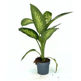 Диффенбахия Tropical Snow – тропическо растение с бели петна, 70–80 см