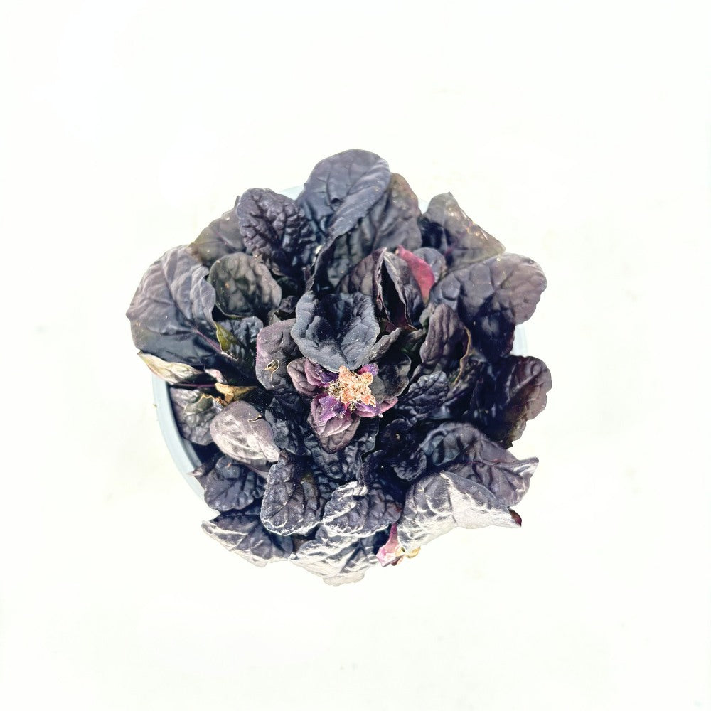 Винетика 'Black Scallop' (Ajuga reptans) – вечнозелено почвопокривно с тъмнолилав блестящ лист