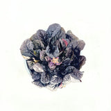 Винетика 'Black Scallop' (Ajuga reptans) – вечнозелено почвопокривно с тъмнолилав блестящ лист