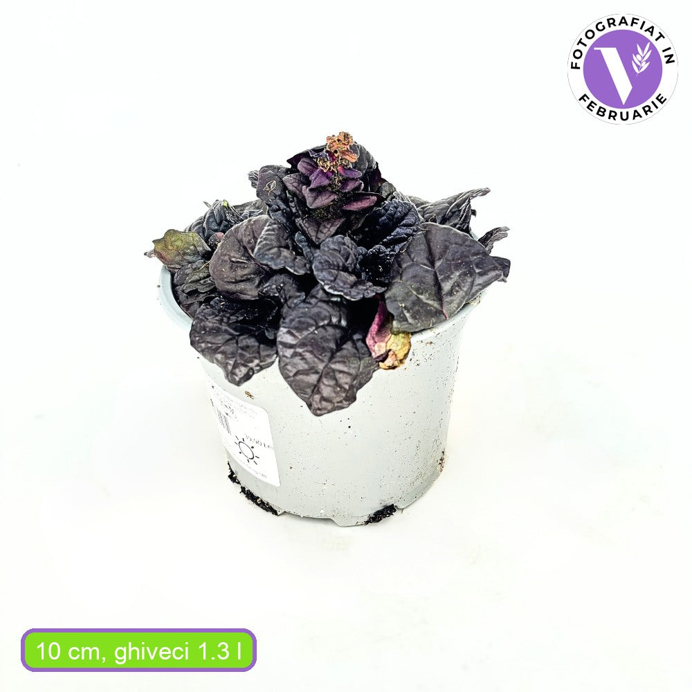 Винетика 'Black Scallop' (Ajuga reptans) – вечнозелено почвопокривно с тъмнолилав блестящ лист