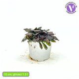 Аюга 'Chocolate Chips' (Ajuga reptans) – вечнозелено почвопокривно с тъмни листа и сини цветя