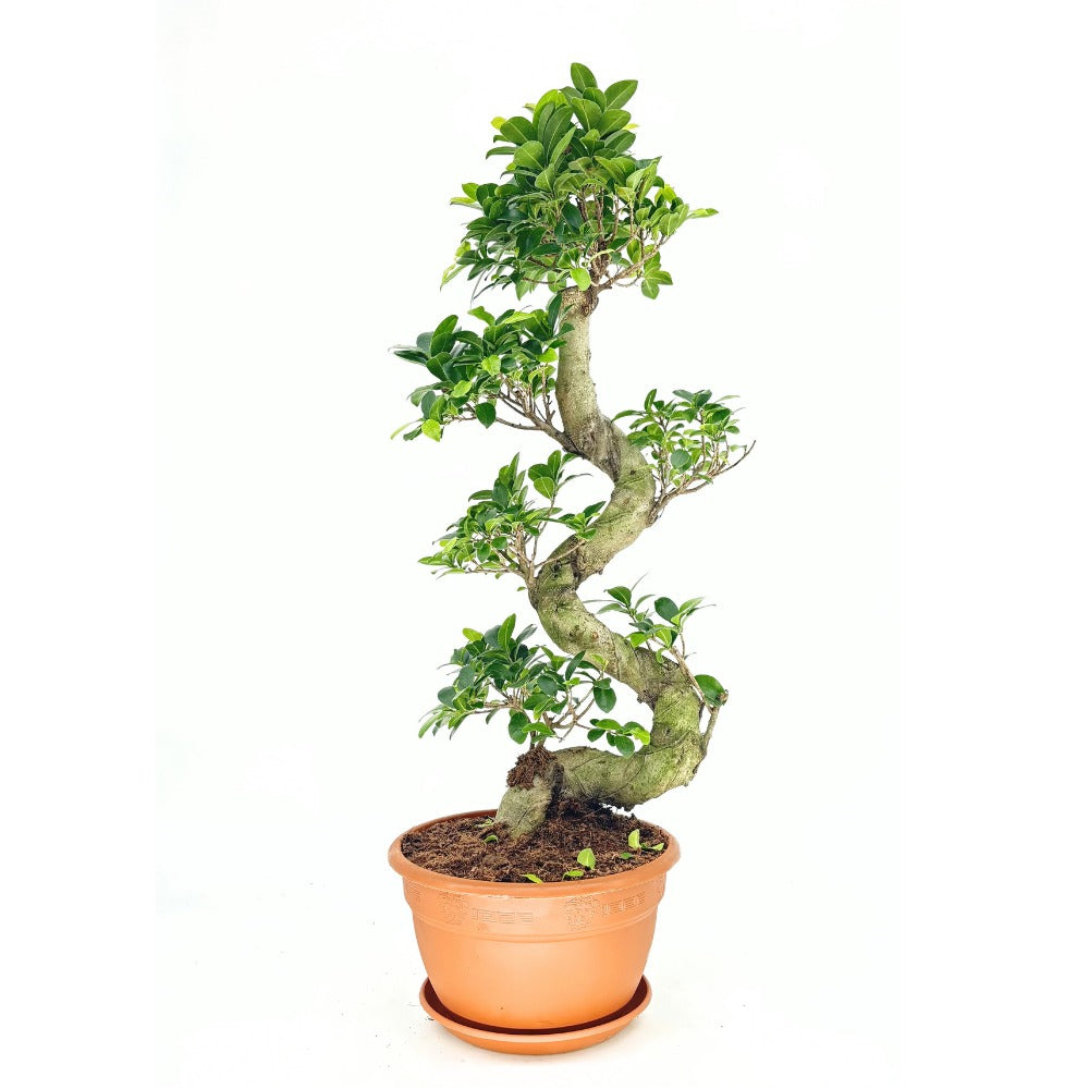 Фикус Bonsai Ginseng спираловидна форма, 75 см, декоративен бонсай, стайно растение, пречиства въздуха