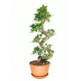 Фикус Bonsai Ginseng спираловидна форма, 75 см, декоративен бонсай, стайно растение, пречиства въздуха