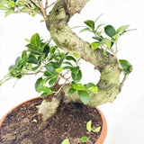 Фикус Bonsai Ginseng спираловидна форма, 75 см, декоративен бонсай, стайно растение, пречиства въздуха