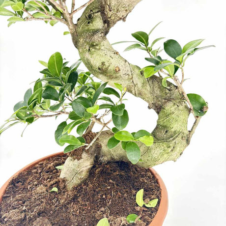Фикус Bonsai Ginseng спираловидна форма, 75 см, декоративен бонсай, стайно растение, пречиства въздуха