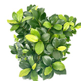 Фикус Bonsai Ginseng спираловидна форма, 75 см, декоративен бонсай, стайно растение, пречиства въздуха