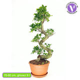 Фикус Bonsai Ginseng спираловидна форма, 75 см, декоративен бонсай, стайно растение, пречиства въздуха