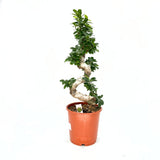 Фикус Bonsai Ginseng спираловидна форма, 80 см, декоративен бонсай, стайно растение, пречиства въздуха