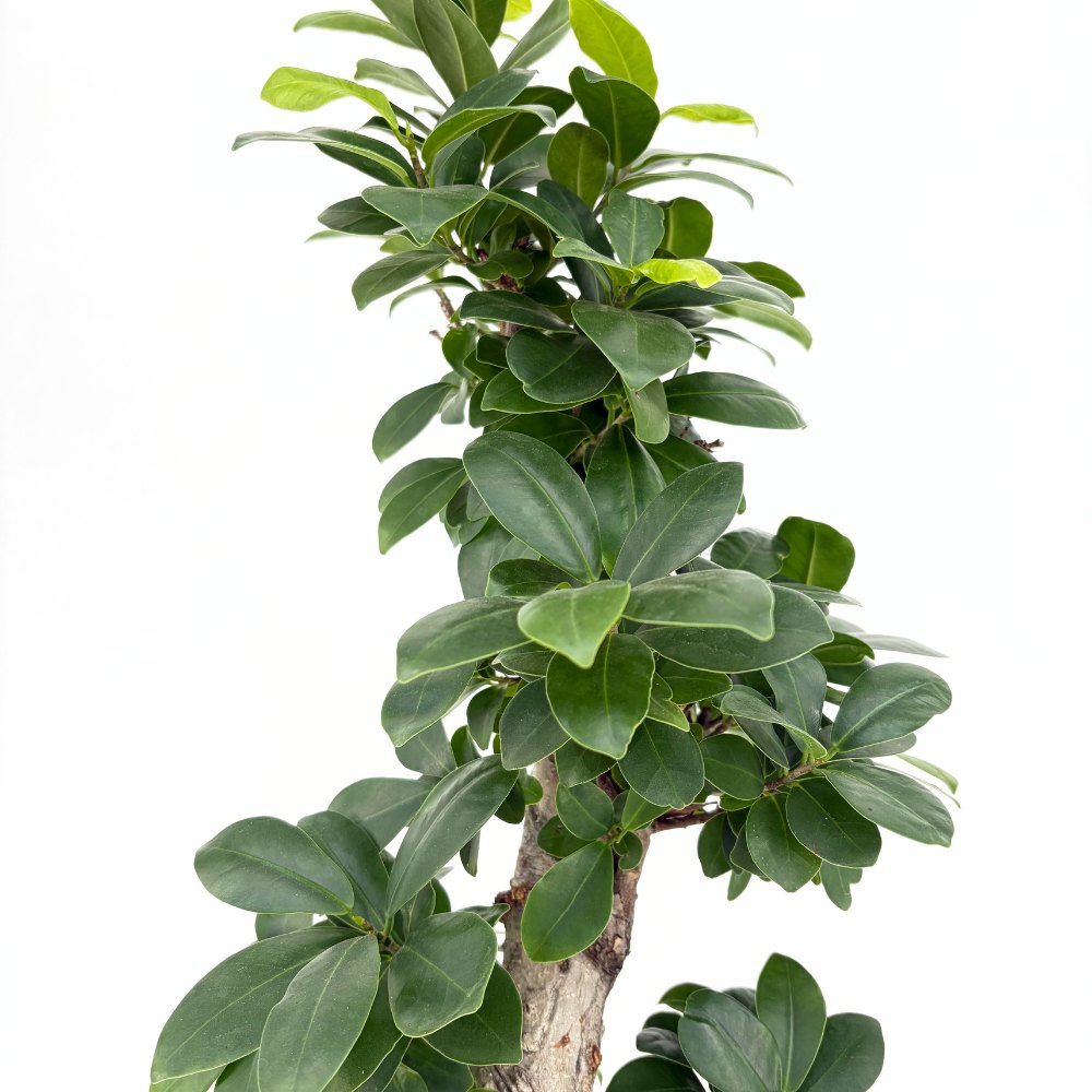 Фикус Bonsai Ginseng спираловидна форма, 80 см, декоративен бонсай, стайно растение, пречиства въздуха