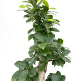 Фикус Bonsai Ginseng спираловидна форма, 80 см, декоративен бонсай, стайно растение, пречиства въздуха