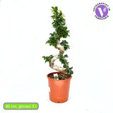 Фикус Bonsai Ginseng спираловидна форма, 80 см, декоративен бонсай, стайно растение, пречиства въздуха