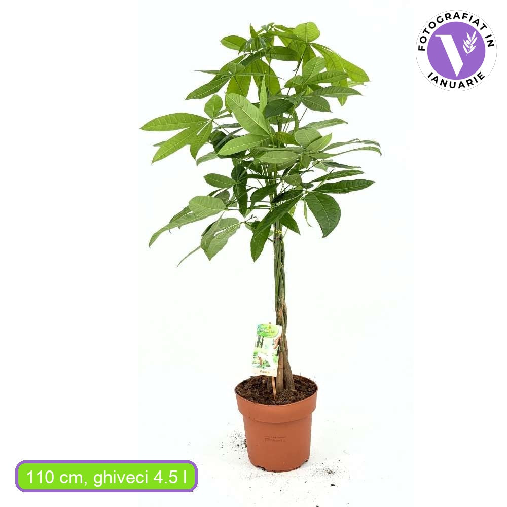 Arborele Banilor (Pachira Aquatica), cu tulpina Impletita, planta de interior norocoasa, purificatoare de aer - 110 cm