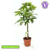 Arborele Banilor (Pachira Aquatica), cu tulpina Impletita, planta de interior norocoasa, purificatoare de aer - 110 cm