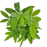 Arborele Banilor (Pachira Aquatica), cu tulpina Impletita, planta de interior norocoasa, purificatoare de aer - 110 cm